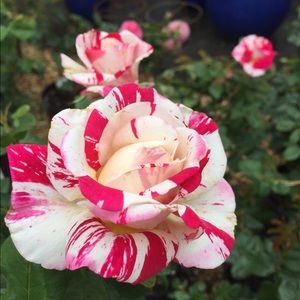 Meet your Posher, Golda